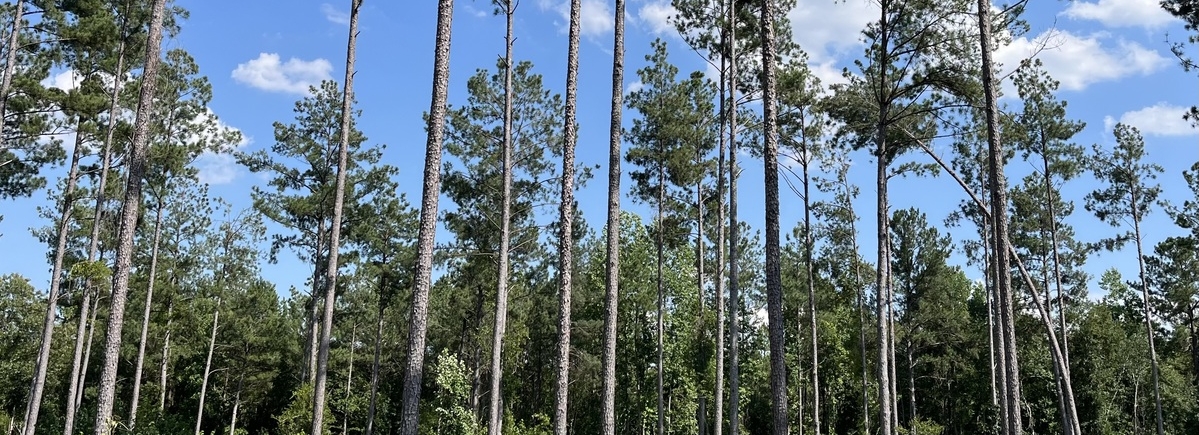 J B Lofton Co in Cheraw, SC (3)