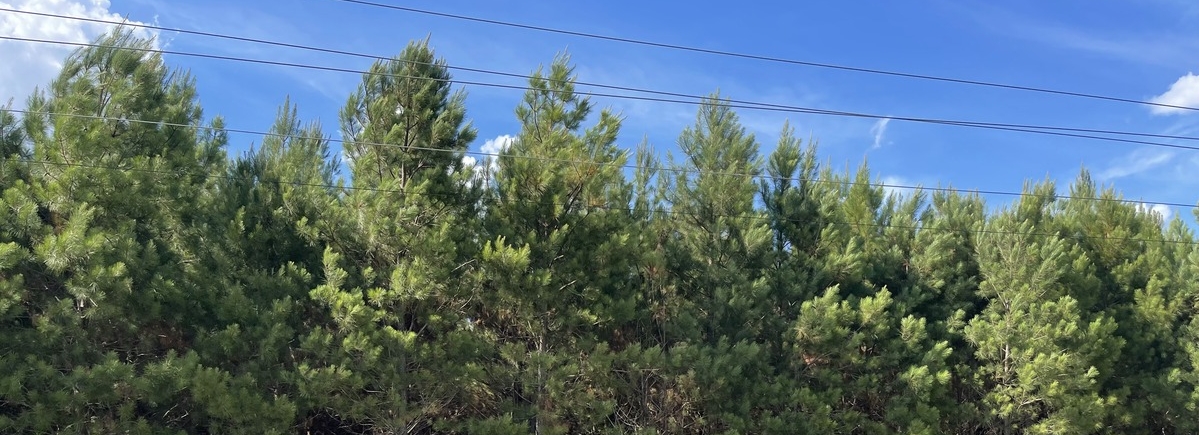 J B Lofton Co in Cheraw, SC (5)