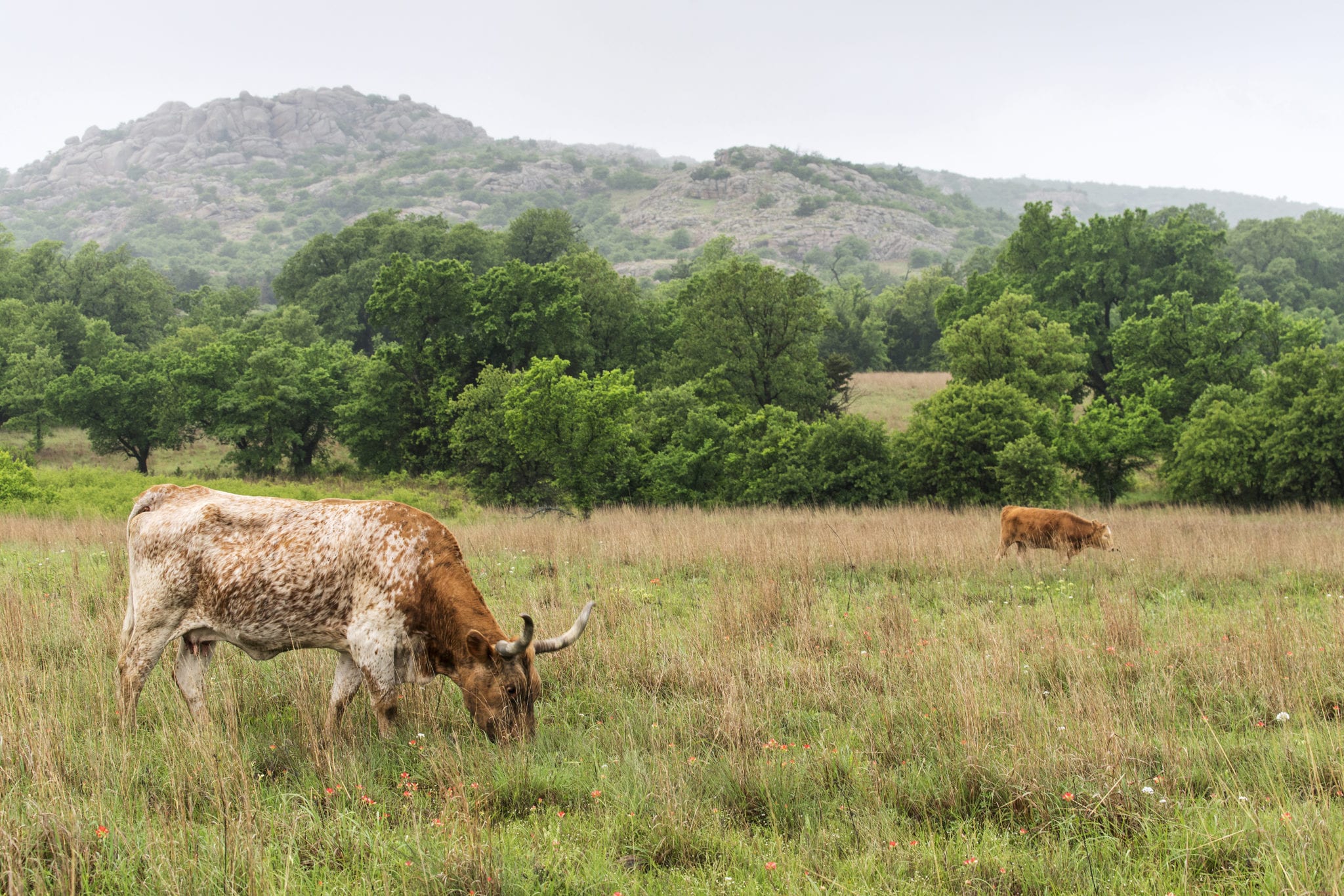 Community Foundation in Kerrville, TX (2)