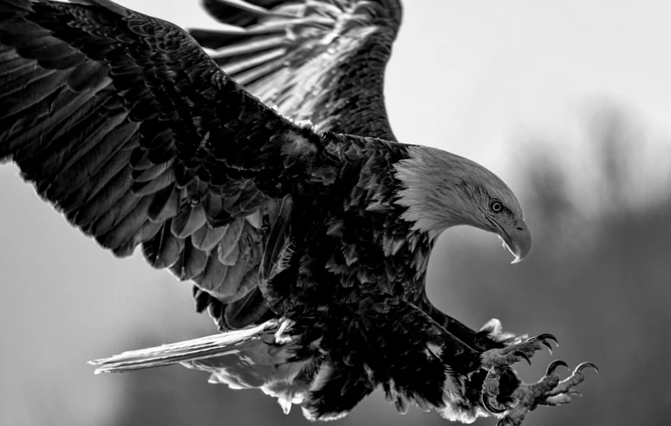 Ghuneim Law Firm in Pasadena, TX (5)
