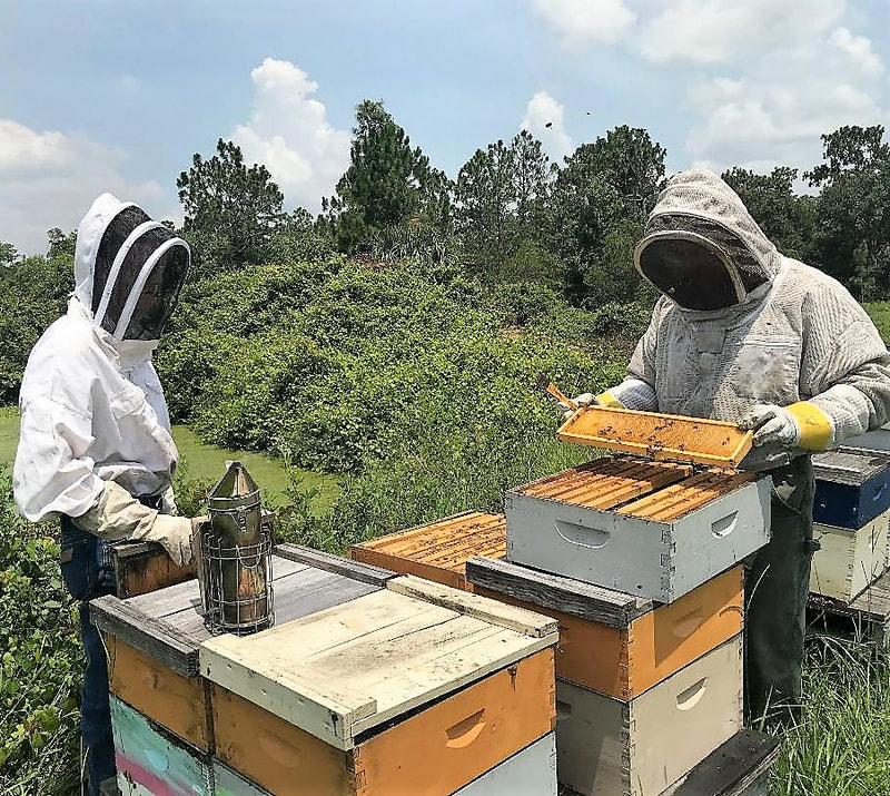 3Beez Honey Farm, Inc. in St Cloud, FL