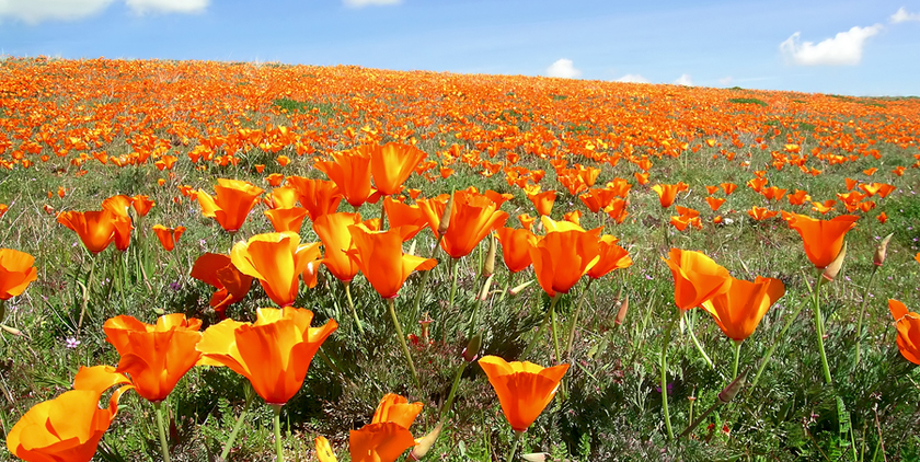 Michelle Glaubert , REALTOR | Coldwell Banker Realty in Redwood City, CA (2)