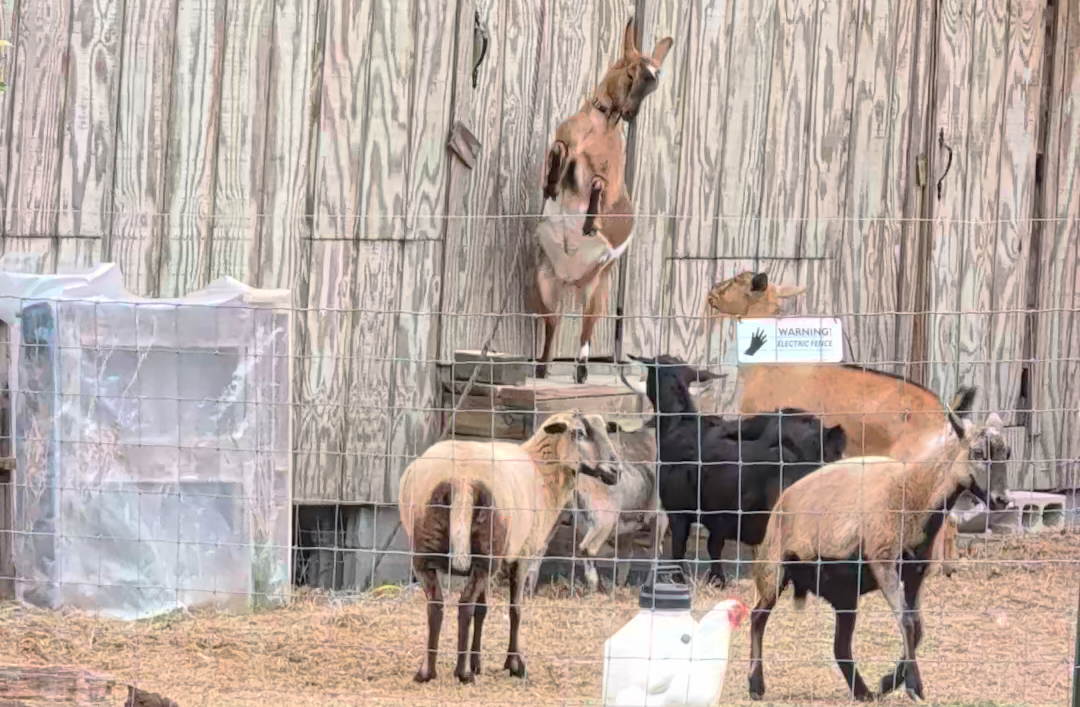 2-Branch Farm in Spring Hope, NC (2)