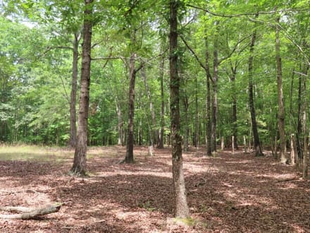 Brown & Company Land Brokers in Winnsboro, SC (6)