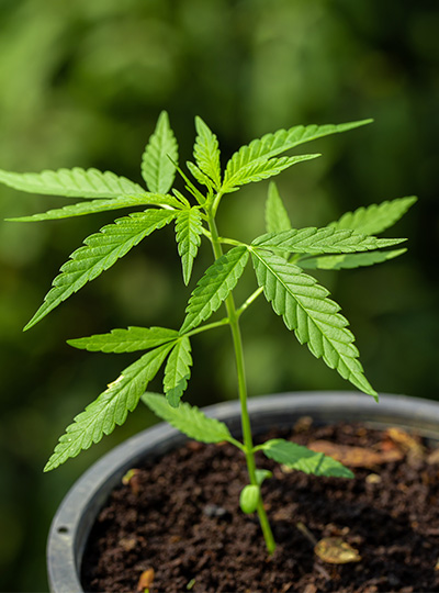 MCA Accounting Solutions / MyCannabisAccountant in Buford, GA (3)