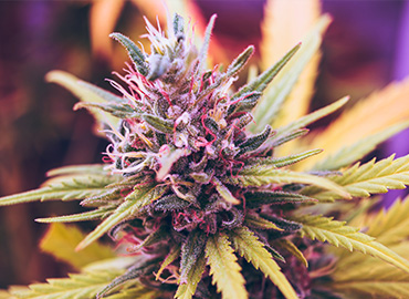 MCA Accounting Solutions / MyCannabisAccountant in Buford, GA (4)