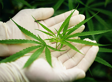 MCA Accounting Solutions / MyCannabisAccountant in Buford, GA (6)