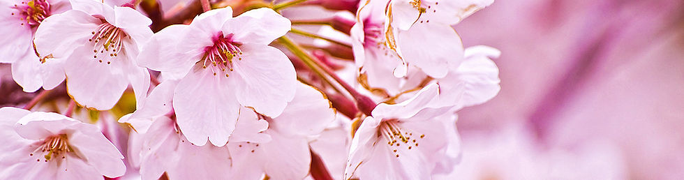 Cherry Blossom Salon in San Rafael, CA (2)