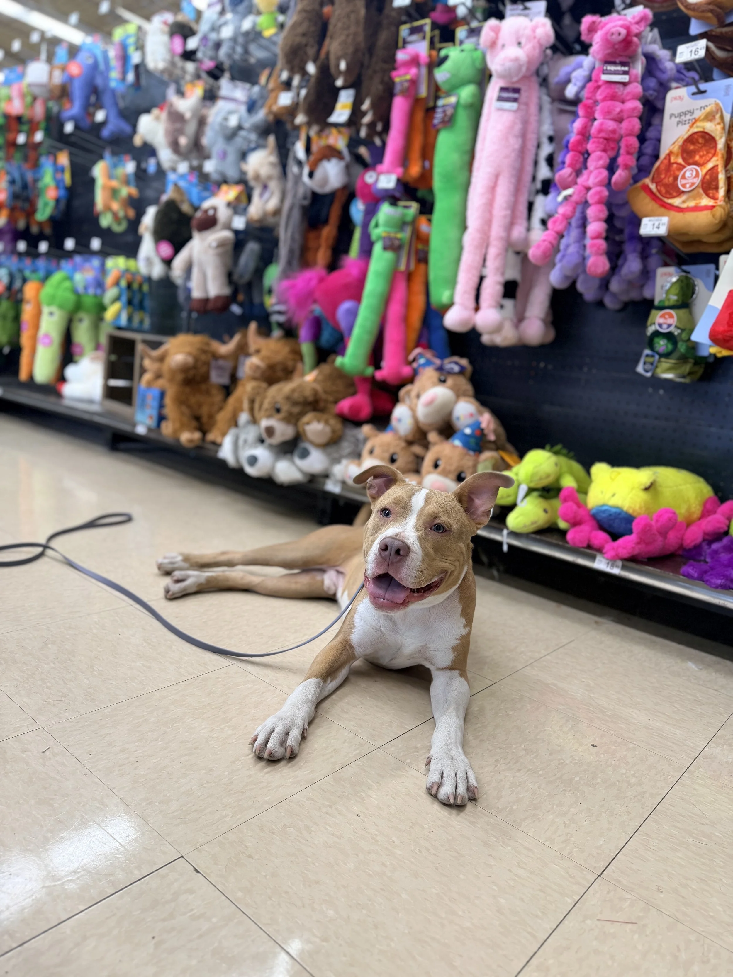 Next Level Pups Pet Training in Wrightsville, GA (6)