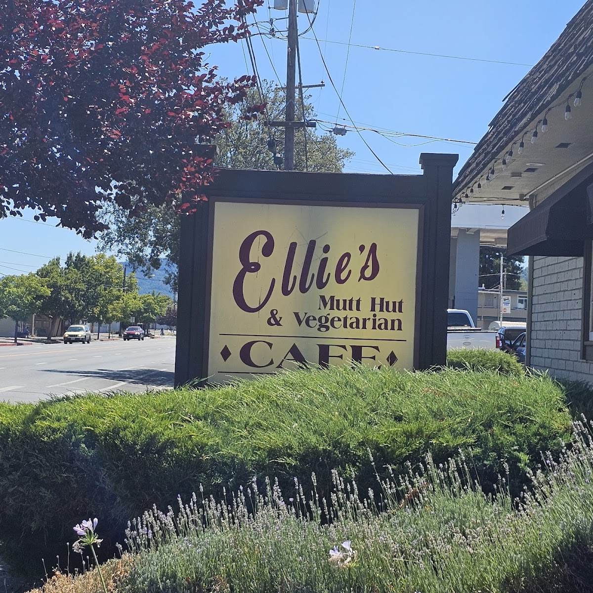 Ellie's Mutt Hut in Ukiah, CA