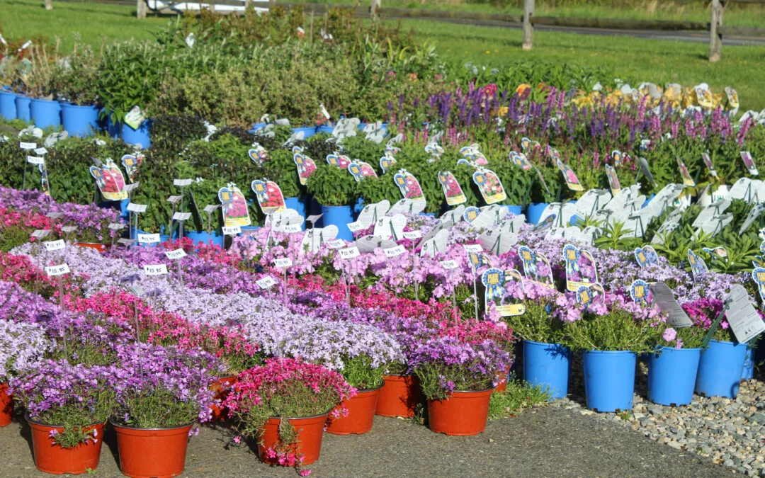 Detwiler's Farm Market in Elkton, MD (2)