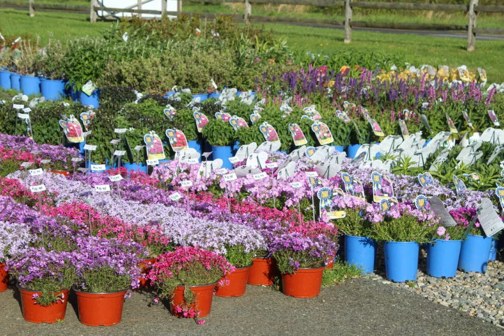 Detwiler's Farm Market in Elkton, MD (4)
