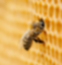 Beeing2gether, LLC in Louisville, KY (5)