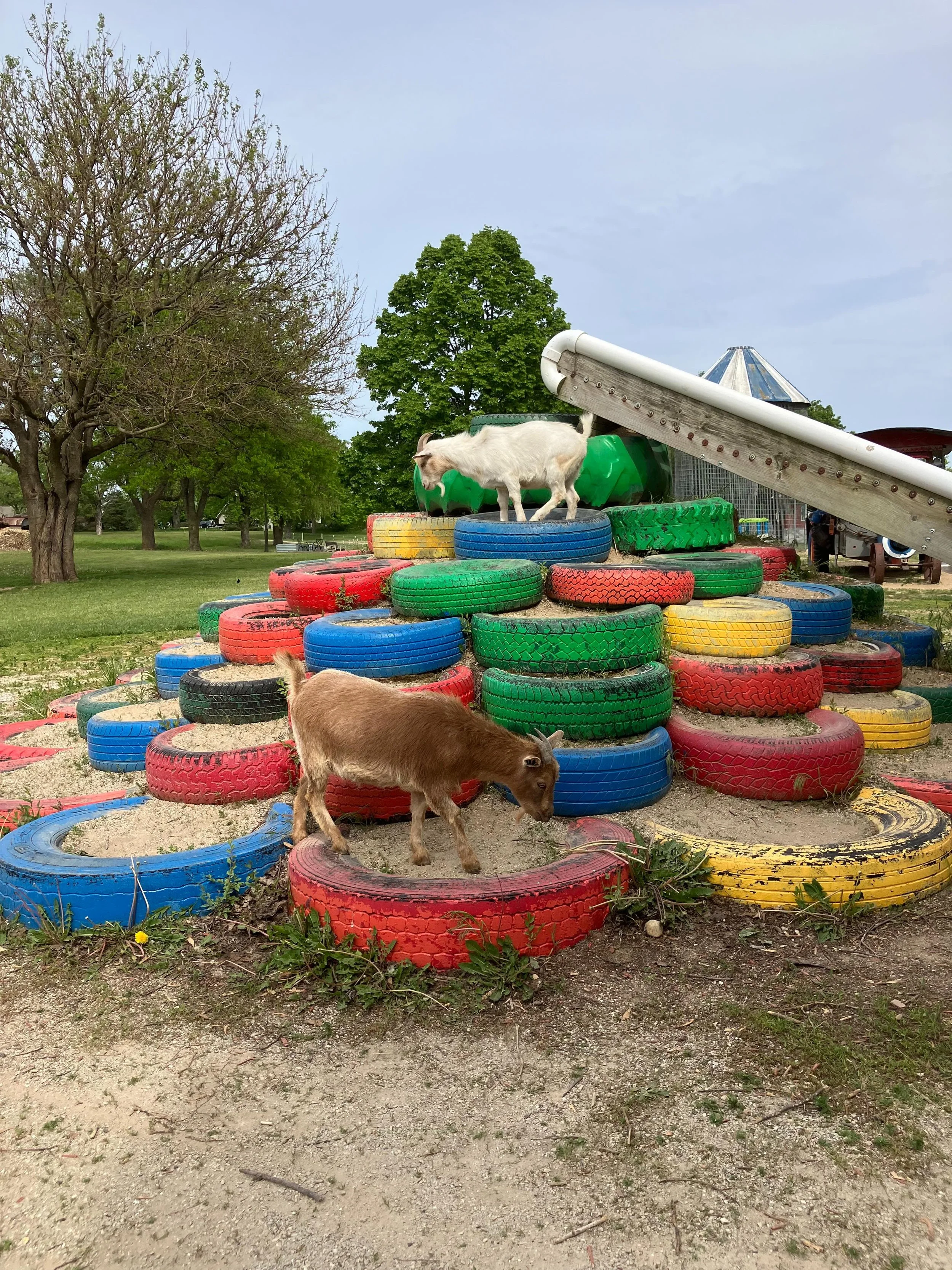 Green Meadows Petting Farm in East Troy, WI