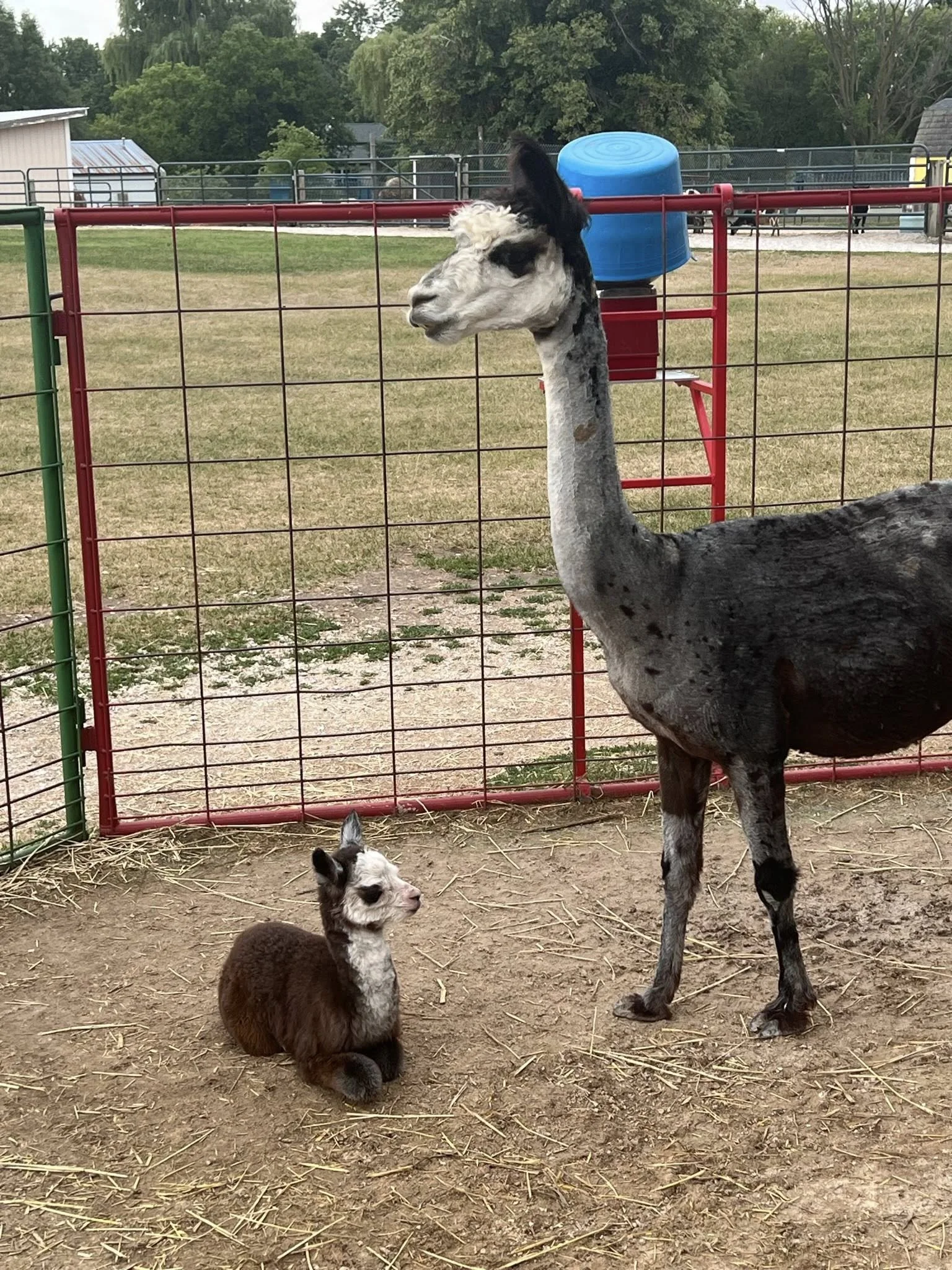 Green Meadows Petting Farm in East Troy, WI (2)