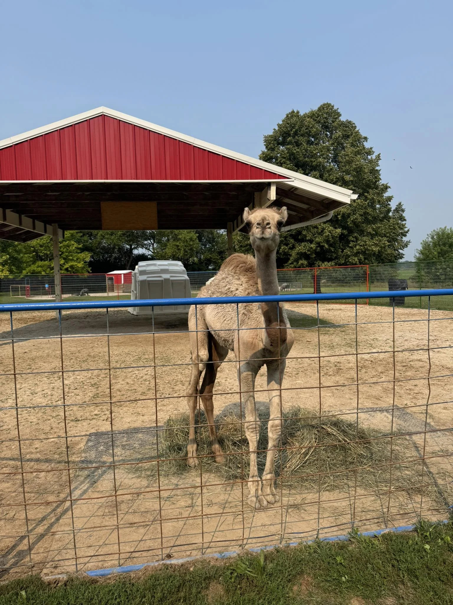 Green Meadows Petting Farm in East Troy, WI (3)