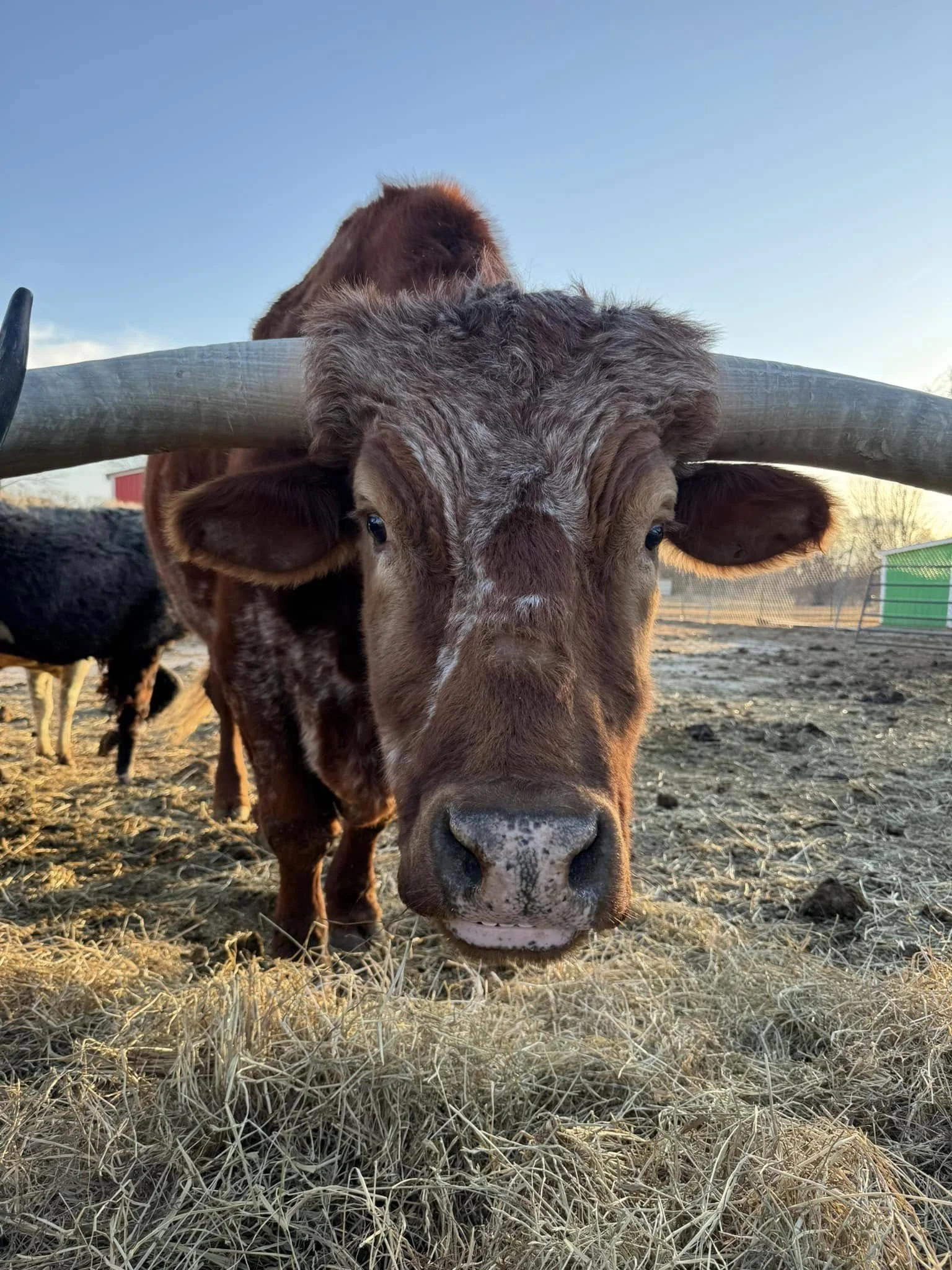 Green Meadows Petting Farm in East Troy, WI (5)