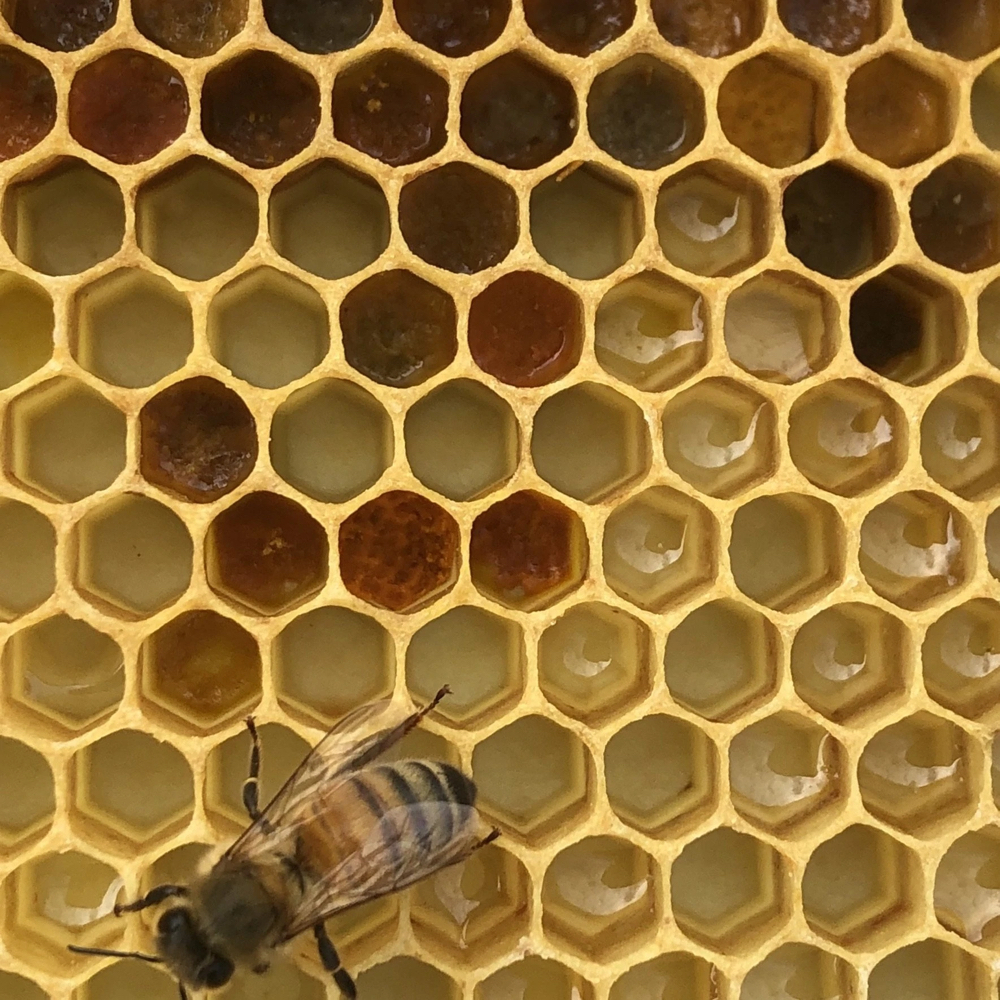 The Humble Hive Studio in Pittsburgh, PA