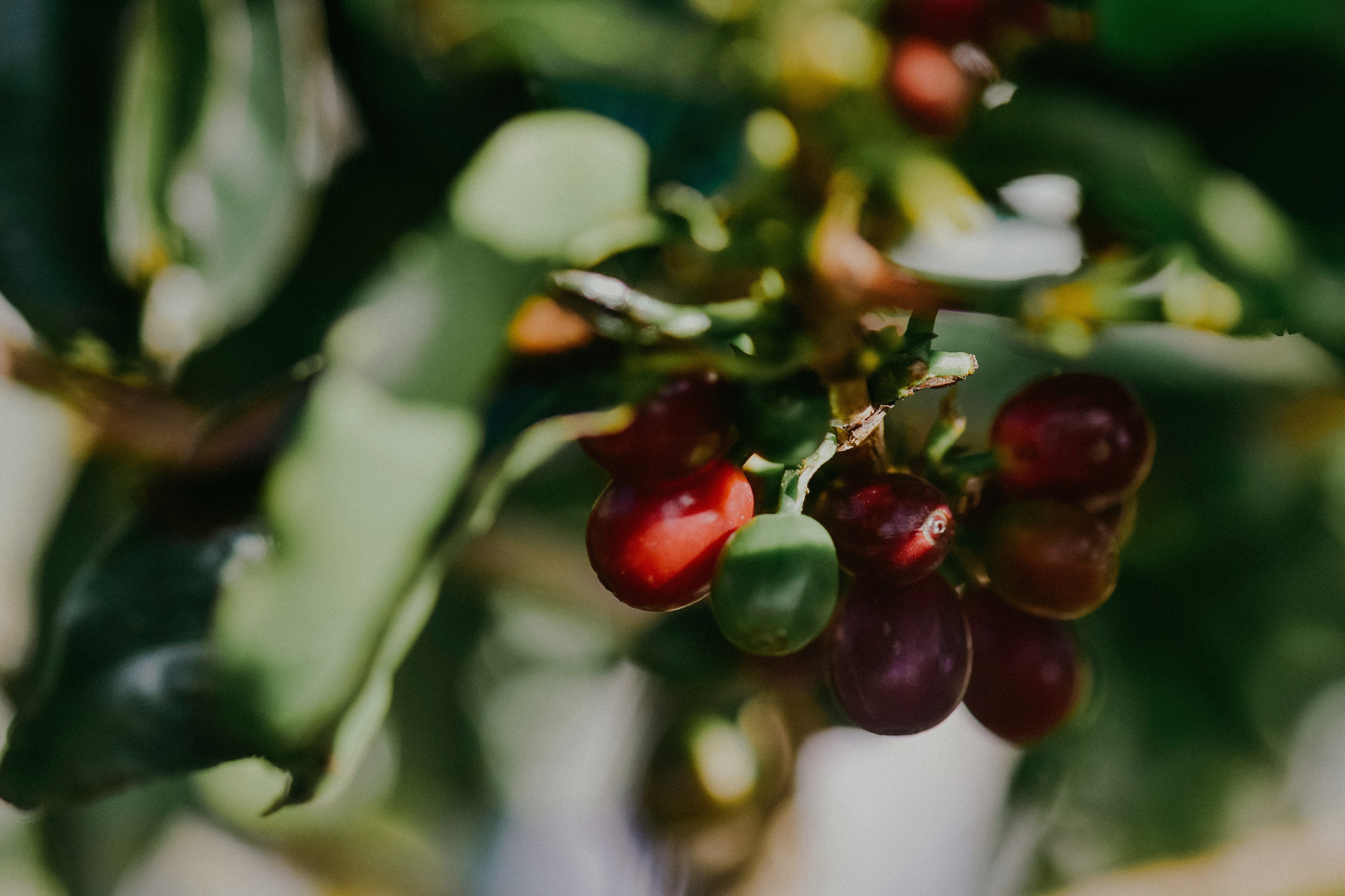 Carmel Valley Coffee Roasting Co in Carmel, CA (5)