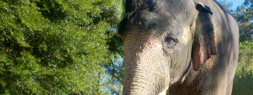 Two Tails Ranch: All About Elephants in Williston, FL (2)