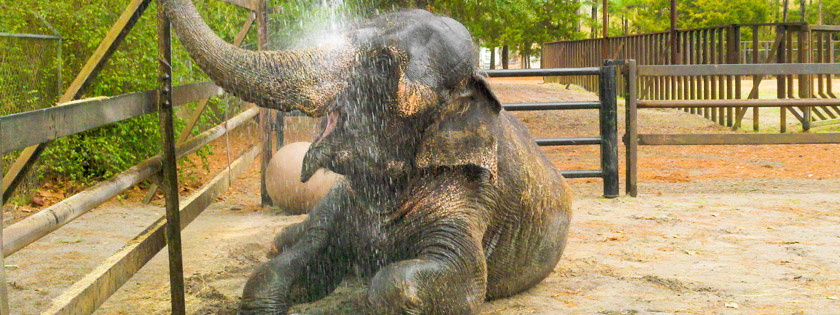 Two Tails Ranch: All About Elephants in Williston, FL (3)