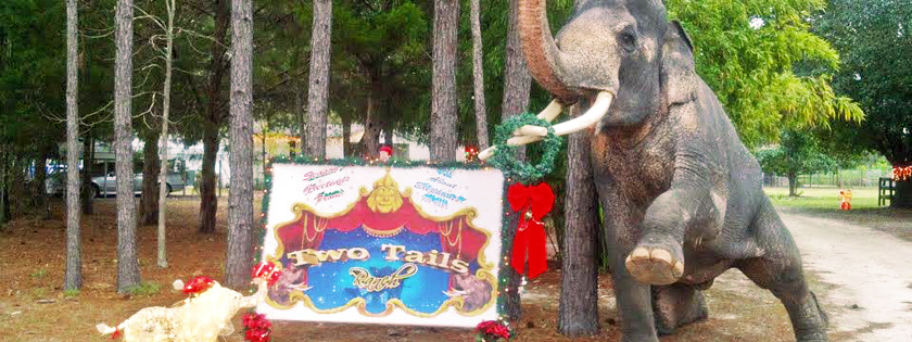 Two Tails Ranch: All About Elephants in Williston, FL (4)