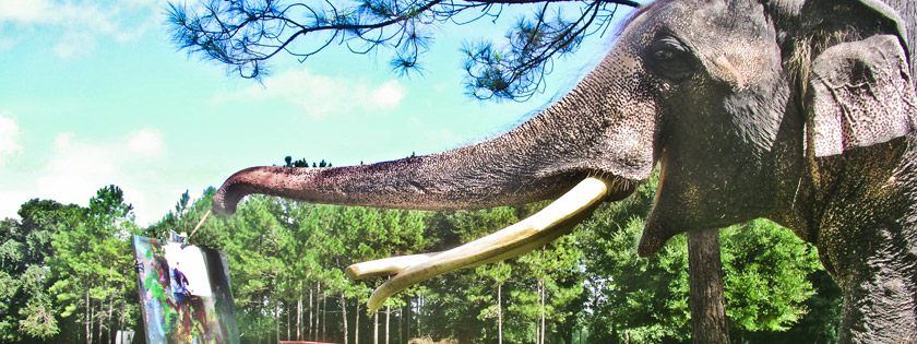 Two Tails Ranch: All About Elephants in Williston, FL (5)