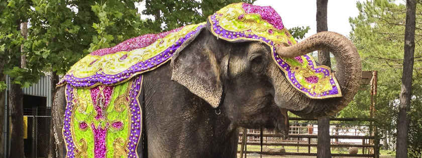 Two Tails Ranch: All About Elephants in Williston, FL (6)