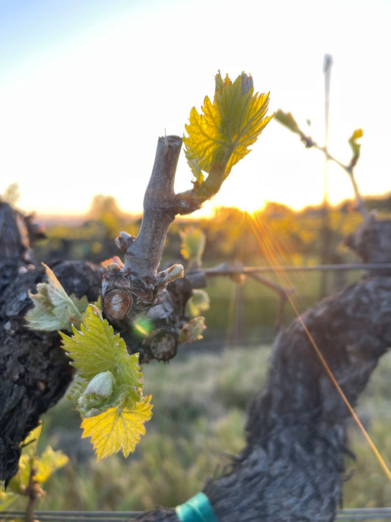 The Steven Kent Winery in Livermore, CA (4)