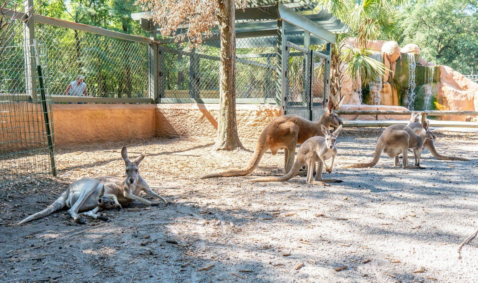Bee City Zoo & Honey Bee Farm in Cottageville, SC (2)