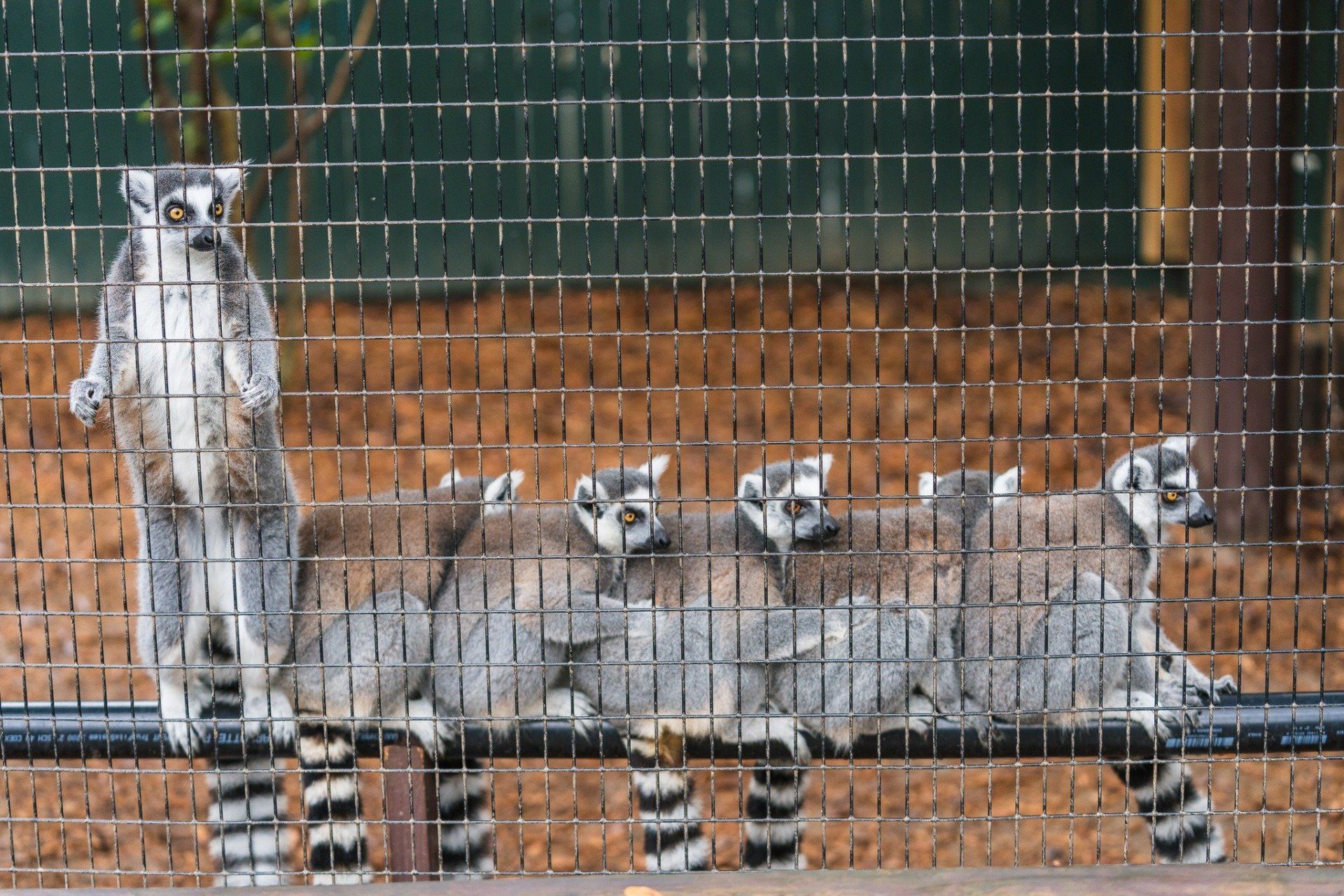 Bee City Zoo & Honey Bee Farm in Cottageville, SC (5)