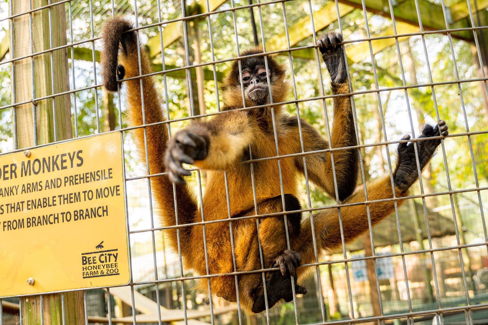 Bee City Zoo & Honey Bee Farm in Cottageville, SC (6)