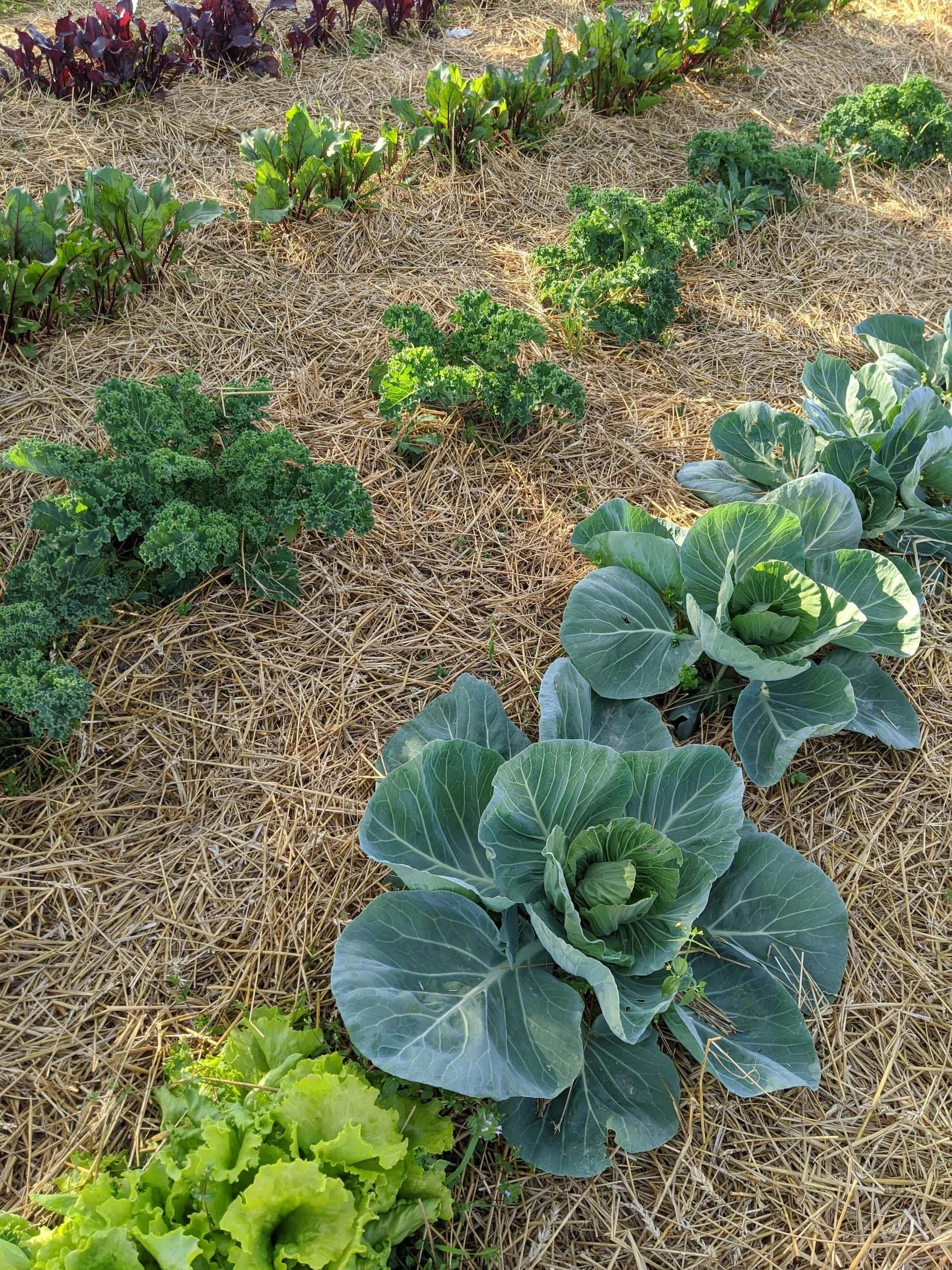 Barefoot Farm Market in Snow Hill, MD