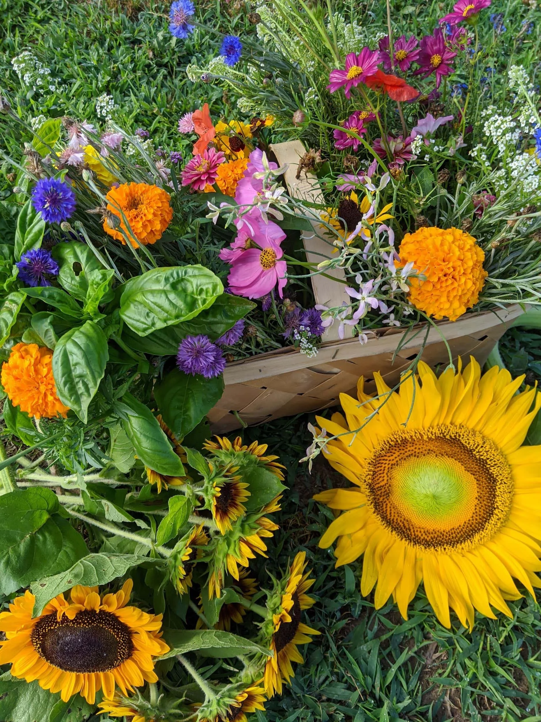 Barefoot Farm Market in Snow Hill, MD (6)