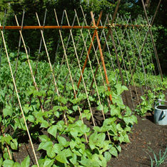 Good Earth Kitchen in Willits, CA (4)