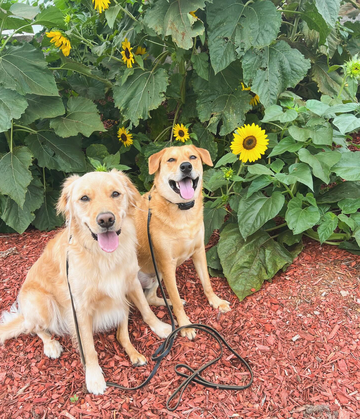 Doggie Business, LLC in Holmen, WI