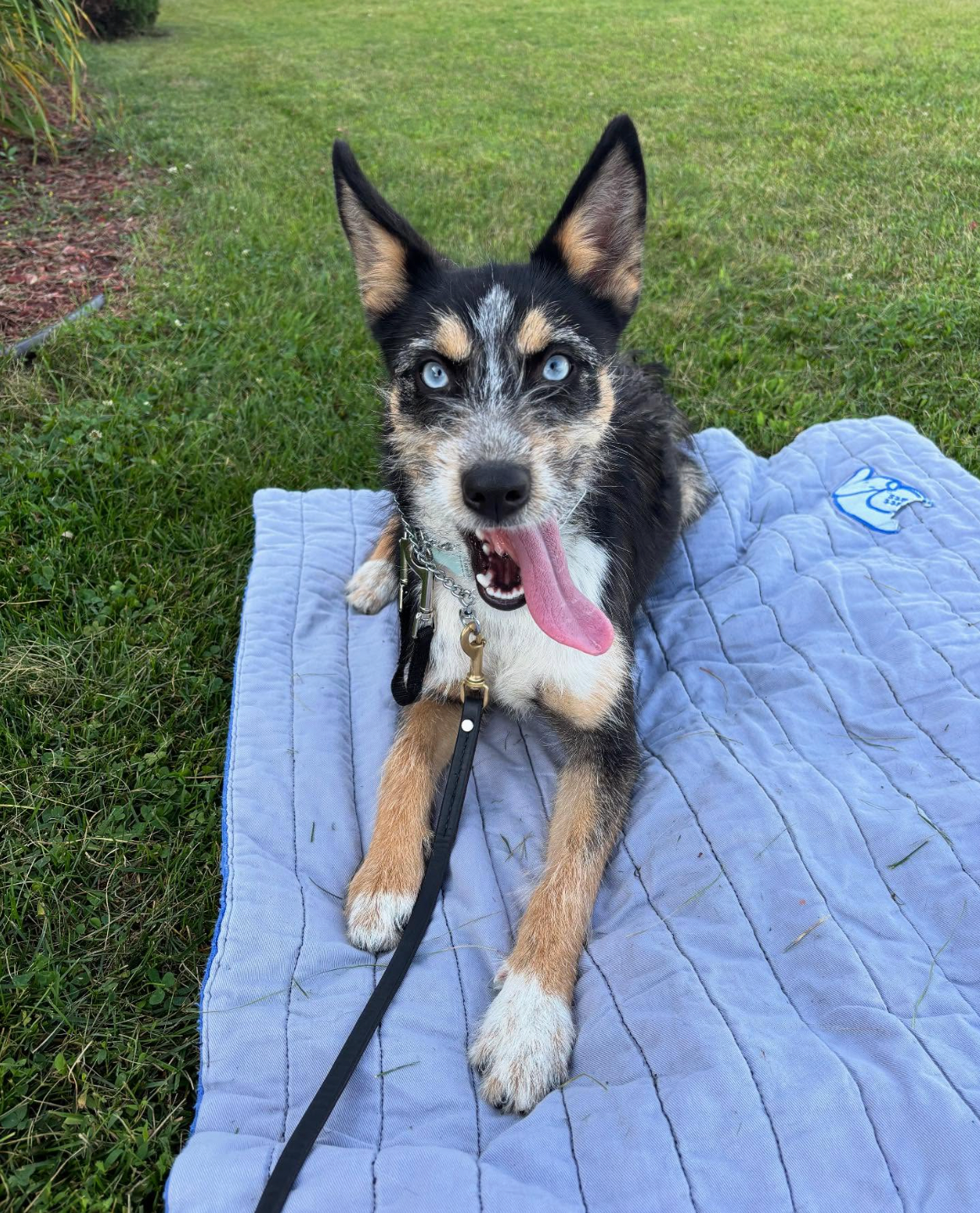 Doggie Business, LLC in Holmen, WI (2)