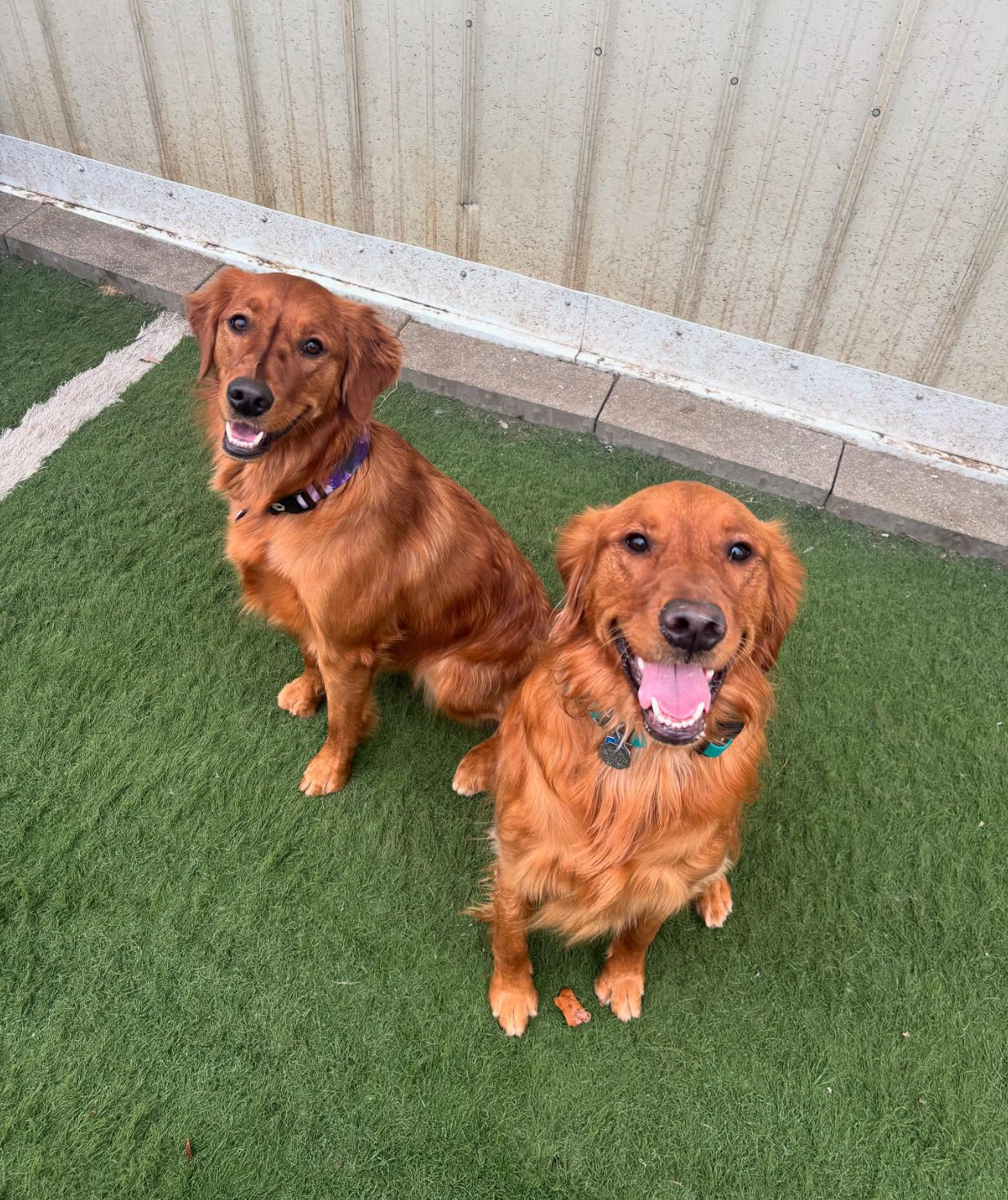 Doggie Business, LLC in Holmen, WI (3)