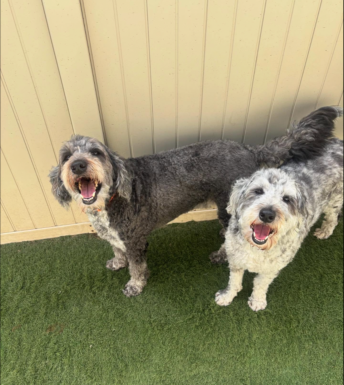 Doggie Business, LLC in Holmen, WI (4)
