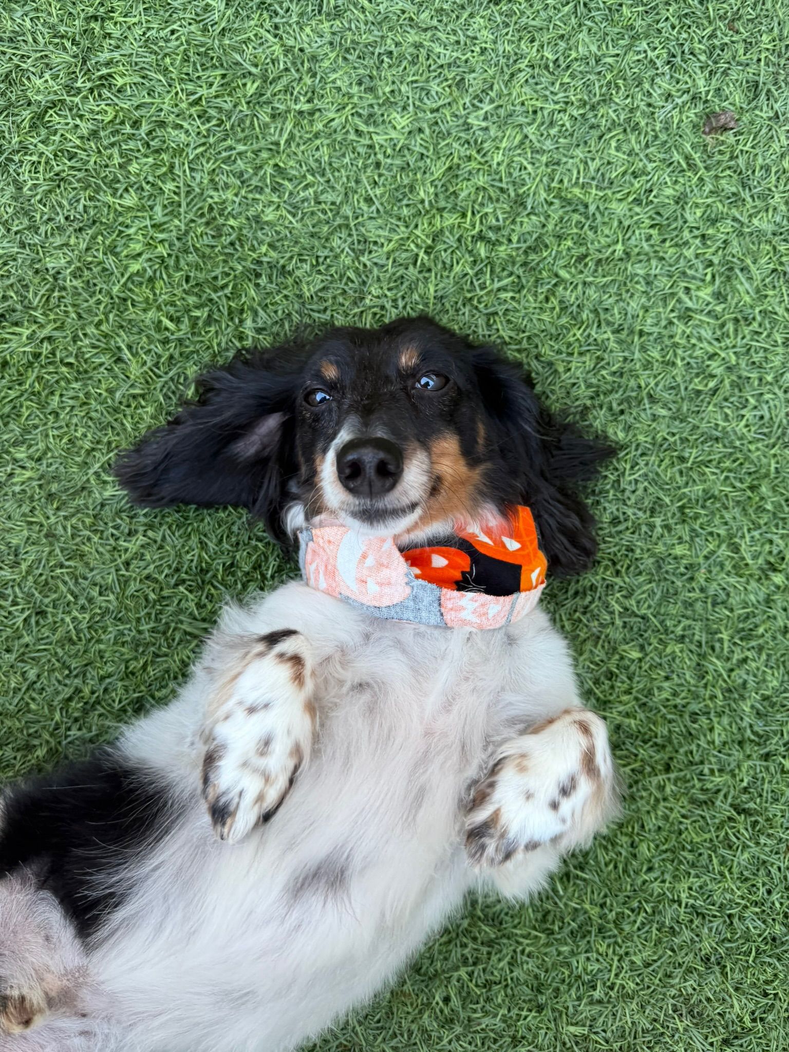 Doggie Business, LLC in Holmen, WI (6)