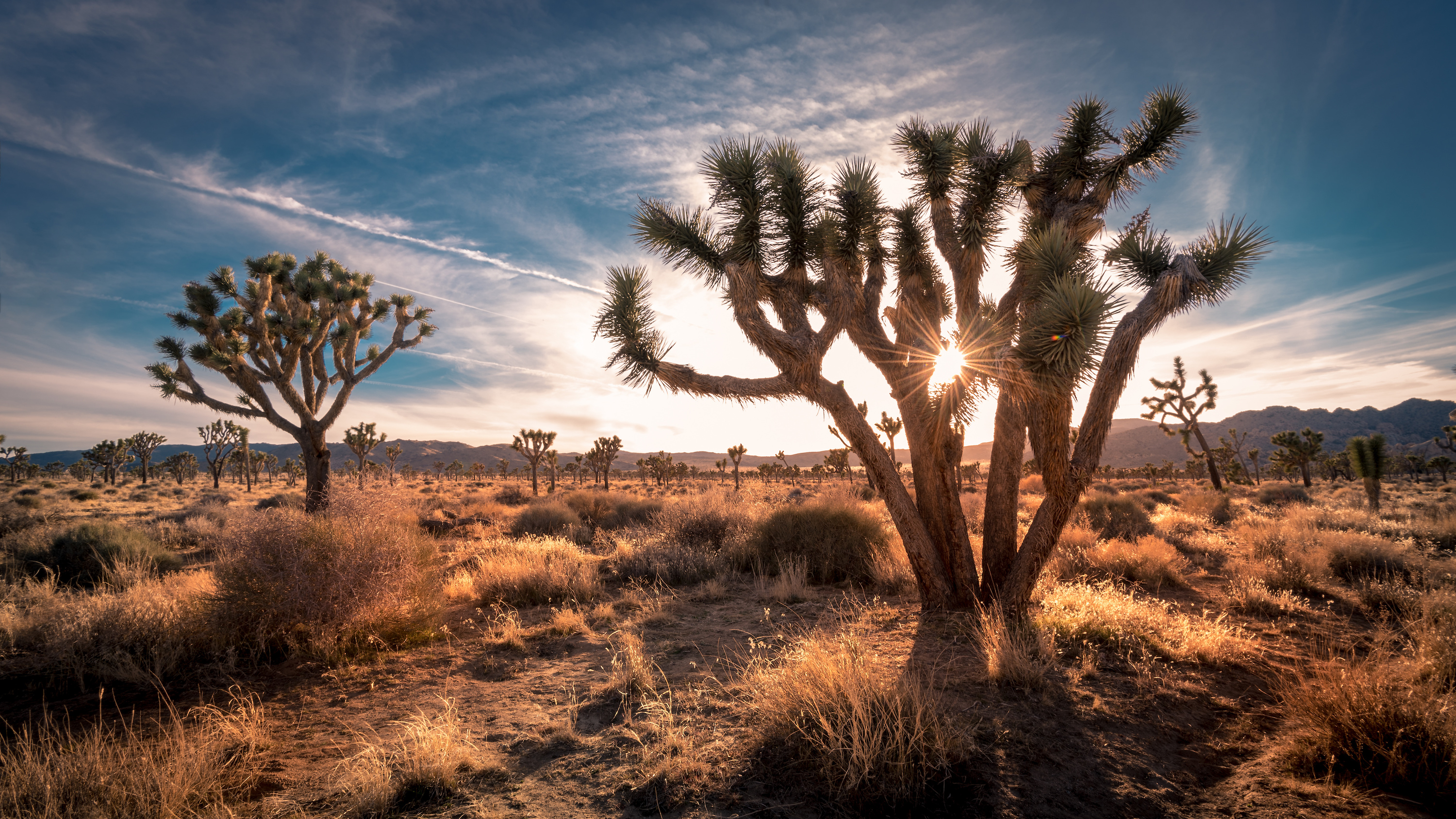 Kim Kouwabunpat, Realtor in Rancho Mirage, CA (4)