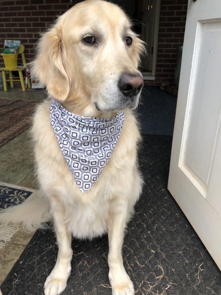 Sheila's Pet Grooming in Amherst, VA (2)