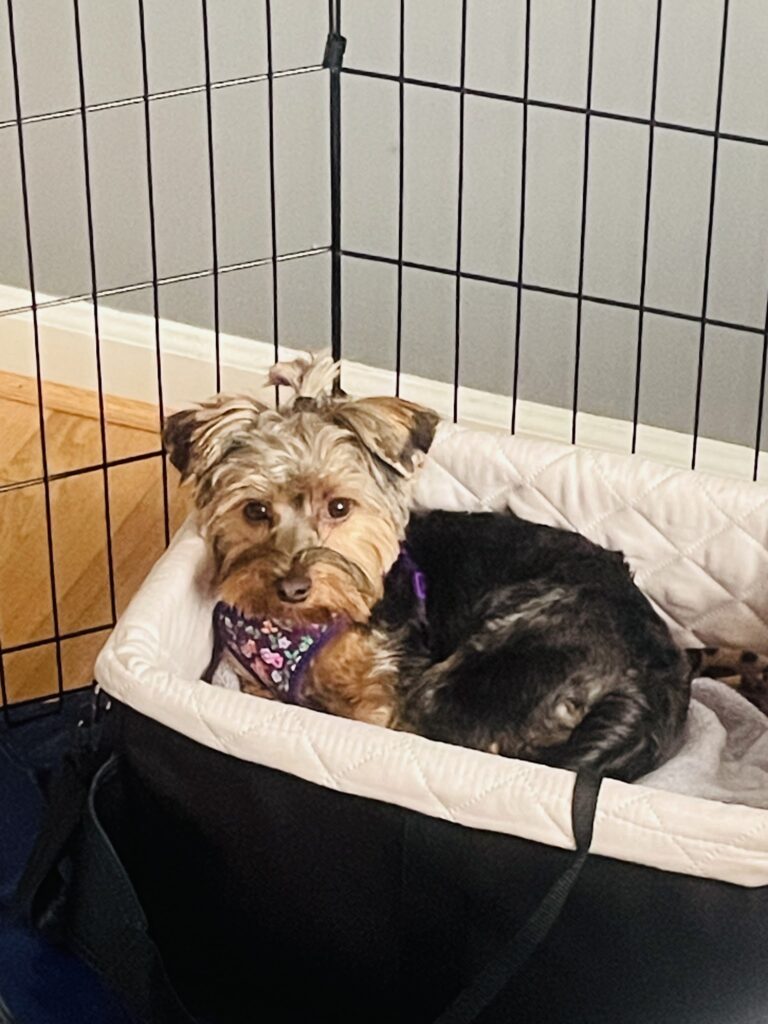 Sheila's Pet Grooming in Amherst, VA (3)