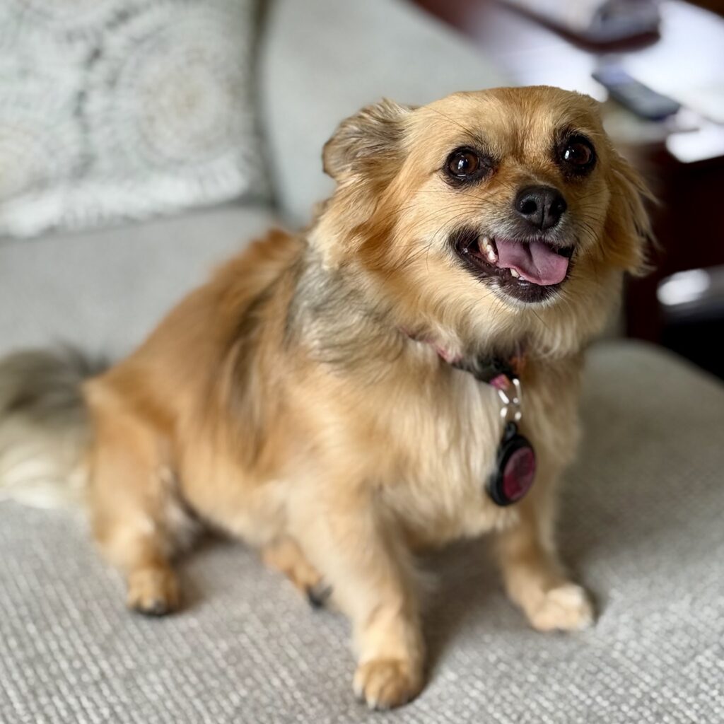Sheila's Pet Grooming in Amherst, VA (4)