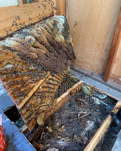 Mikol Bee Remover in Ramona, CA
