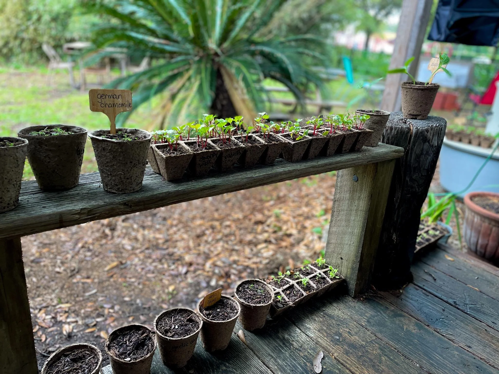 Natural Living Food Co-op and Gluten Free Cafe in League City, TX (5)