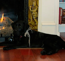 Black Dog Books in Zionsville, IN (3)