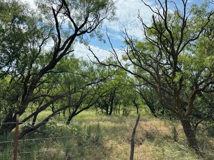 Trinity Ranch Land in Cisco, TX