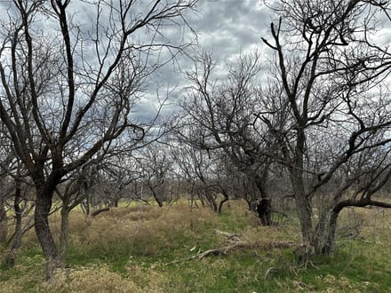 Trinity Ranch Land in Cisco, TX (2)