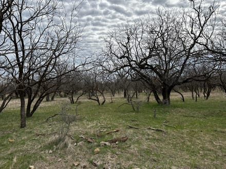 Trinity Ranch Land in Cisco, TX (4)
